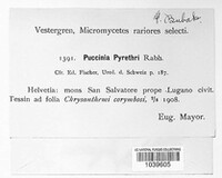 Puccinia pyrethri image
